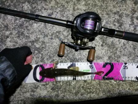 南港へち釣行 （11/5 南港ヘチ釣り キビレチヌ41cm、ハゼ 釣果有り）