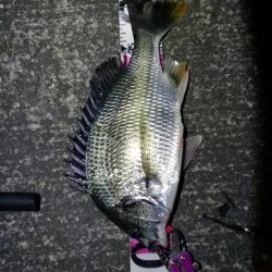 南港へち釣行 （11/6 南港ヘチ釣り キビレチヌ45cm、真チヌ、ハゼ 釣果有り）