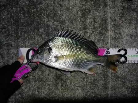 南港へち釣行 （11/7 寒い南港ヘチ釣り…