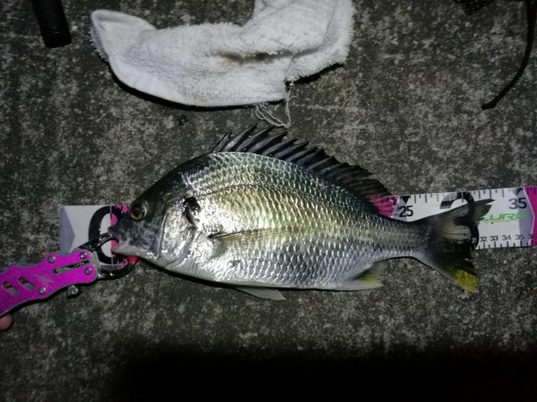 南港へち釣行 （11/8 冬入りの南港ヘチ釣り 真チヌ 43cm、キビレチヌ、釣果有り）