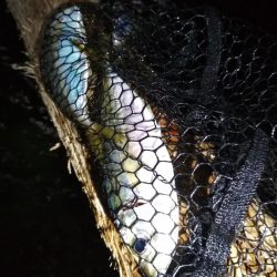 中あじ好調!尺アジ釣れず…