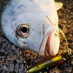 爆風でカマスとロウニンアジ