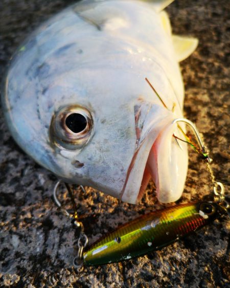 爆風でカマスとロウニンアジ