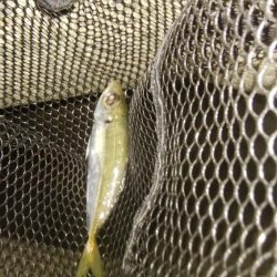 ワインドとアジング