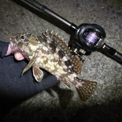 南港へち釣行 （11/10 南港ヘチ釣り 真チヌ 35cm、ガシラ、キビレ他 釣果有り）