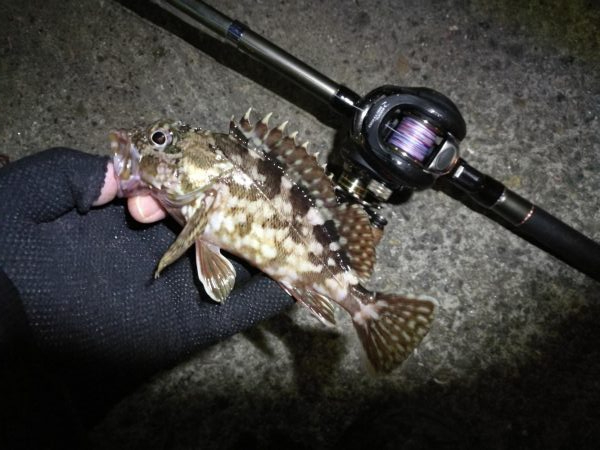 南港へち釣行 （11/10 南港ヘチ釣り 真チヌ 35cm、ガシラ、キビレ他 釣果有り）