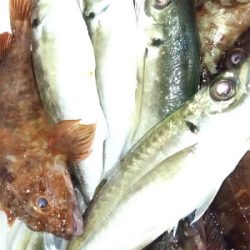 大潮アジングガシリング