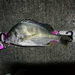 南港へち釣行 （11/11 南港ヘチ釣り 真チヌ 44.5cm、キビレ 釣果有り）