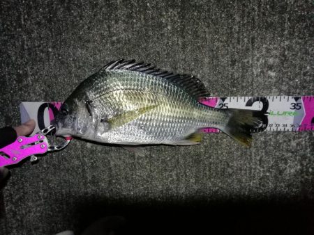 南港へち釣行 （11/11 南港ヘチ釣り …