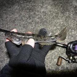 南港へち釣行 （11/12 南港ヘチ釣り キビレチヌ 43.5cm、真チヌ、ハゼ 釣果有り）