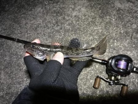 南港へち釣行 （11/12 南港ヘチ釣り キビレチヌ 43.5cm、真チヌ、ハゼ 釣果有り）