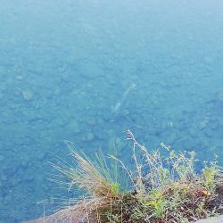 落鮎シーズンのシーバス求めて