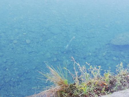 落鮎シーズンのシーバス求めて
