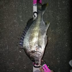 南港へち釣行 （11/13 南港ヘチ釣り キビレチヌ 42cm、真チヌ、ガシラ 釣果有り）