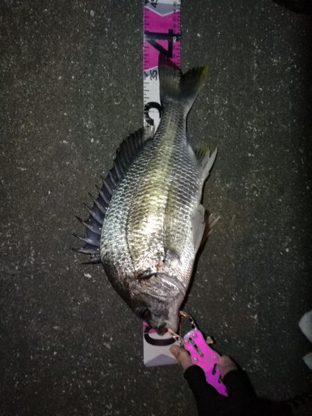 南港へち釣行 （11/13 南港ヘチ釣り …