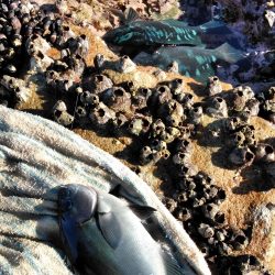 フカセが一番・・面白いです・・