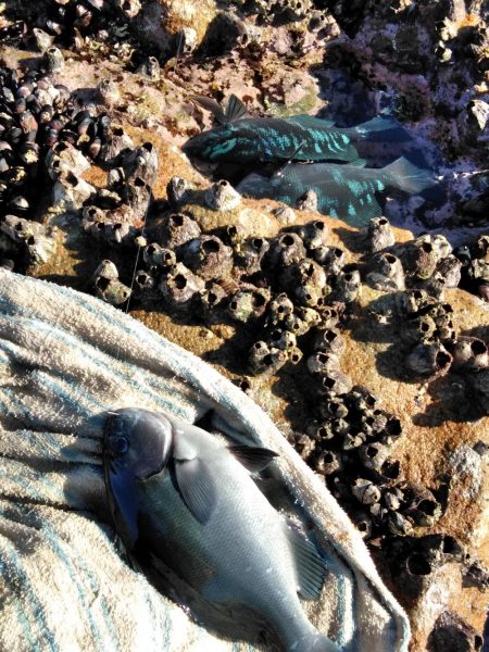 フカセが一番・・面白いです・・