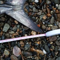 早朝一発勝負！