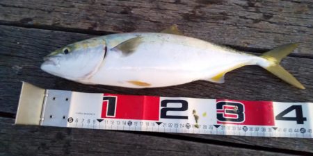 ライトショアジギング