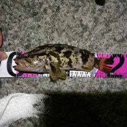 南港へち釣行 （11/15 南港ヘチ釣り キビレチヌ 44cm、タケノコメバル19cm 他 釣果有り）