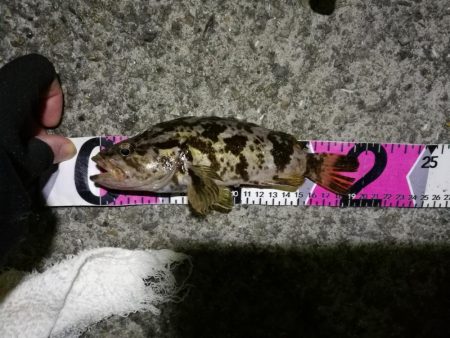 南港へち釣行 （11/15 南港ヘチ釣り キビレチヌ 44cm、タケノコメバル19cm 他 釣果有り）