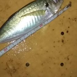 　中あじフィーバー