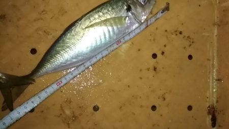 　中あじフィーバー