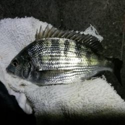 南港へち釣行 (11/16 南港ヘチ釣り キビレチヌ 45cm、真チヌ、ハゼ 釣果有り)