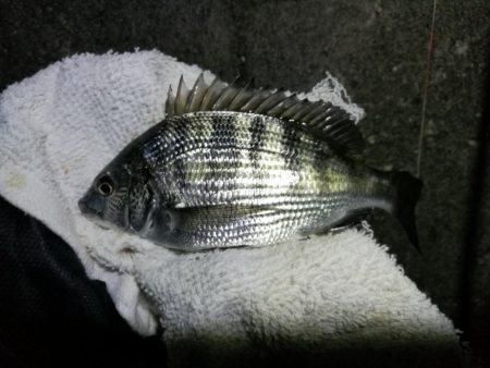 南港へち釣行 (11/16 南港ヘチ釣り キビレチヌ 45cm、真チヌ、ハゼ 釣果有り)