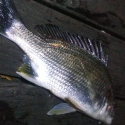 ガシラ2 キビレ1