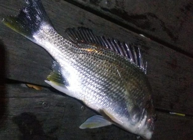 ガシラ2 キビレ1