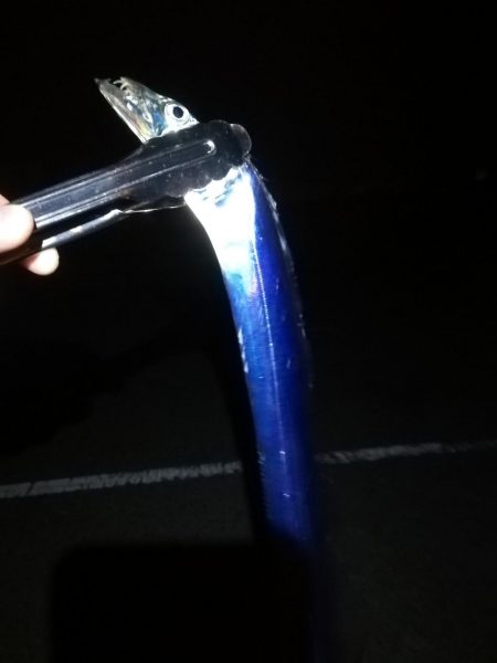 久しぶりにタチウオ探して