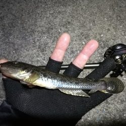 南港へち釣行 （11/17 南港ヘチ釣り 真チヌ 35cm、キビレチヌ、ハゼ 釣果有り）