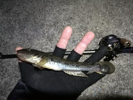 南港へち釣行 （11/17 南港ヘチ釣り 真チヌ 35cm、キビレチヌ、ハゼ 釣果有り）