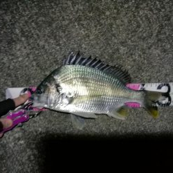 南港へち釣行 (11/18 南港ヘチ釣り キビレチヌ 33cm、真チヌ、ハゼ 釣果有り)