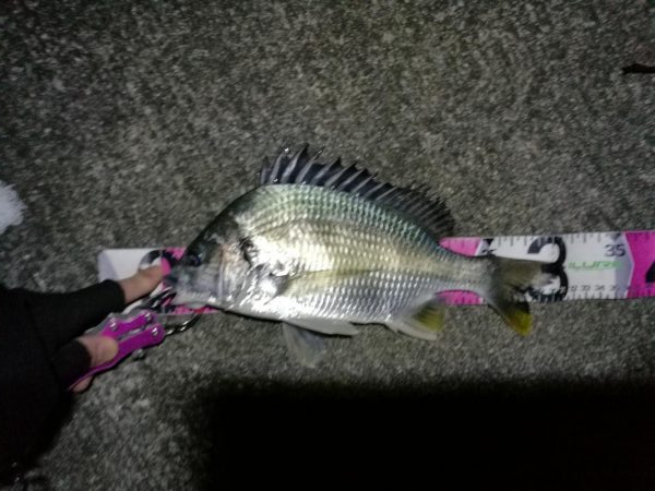 南港へち釣行 (11/18 南港ヘチ釣り キビレチヌ 33cm、真チヌ、ハゼ 釣果有り)