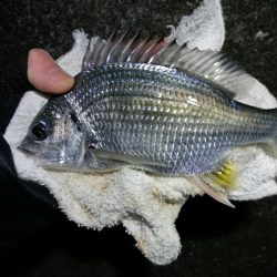 南港へち釣行 (11/20 木枯らし吹く南港ヘチ釣り キビレチヌ 32.5cm、ハゼ 釣果有り)