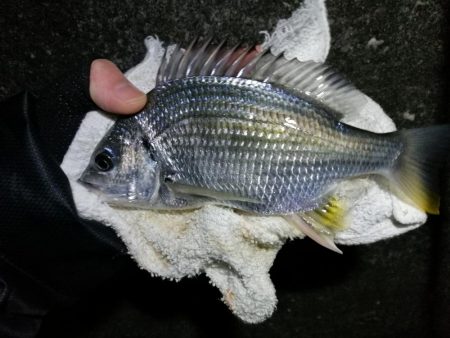 南港へち釣行 （11/20 木枯らし吹く南…