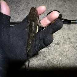 南港へち釣行 (11/21 南港ヘチ釣り キビレチヌ 40cm、ハゼ 釣果有り)