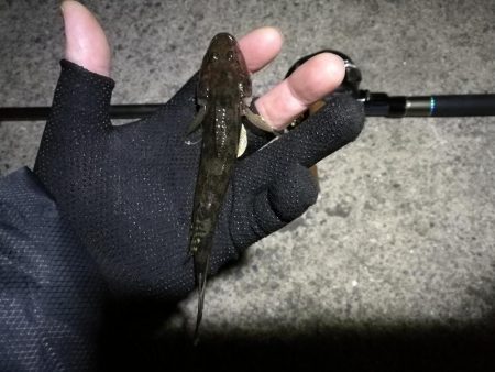 南港へち釣行 (11/21 南港ヘチ釣り キビレチヌ 40cm、ハゼ 釣果有り)