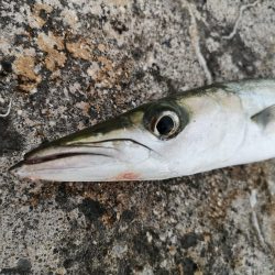 久しぶりのお出掛けでバラクーダ