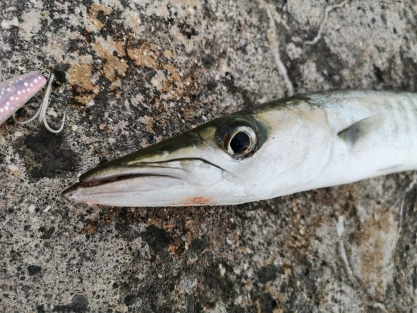 久しぶりのお出掛けでバラクーダ