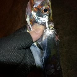 南港釣行 （11/23 南港タチウオ釣り 3本 釣果有り）