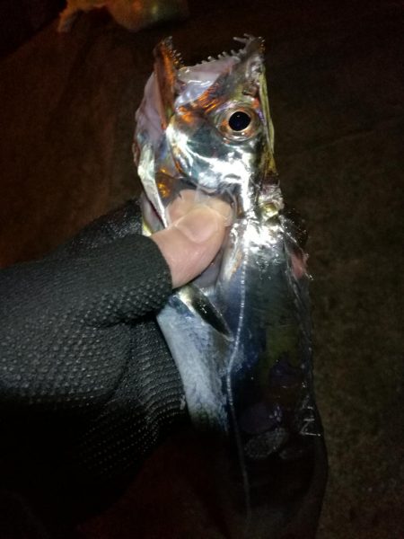 南港釣行 （11/23 南港タチウオ釣り 3本 釣果有り）