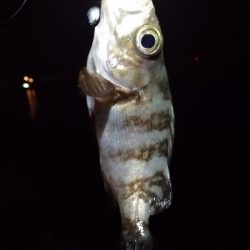 魚探しのライトゲーム用