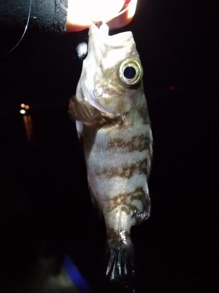 魚探しのライトゲーム用