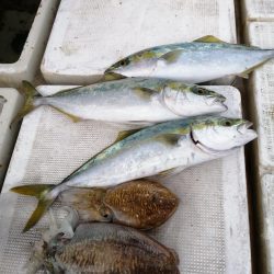 青物、コウイカ