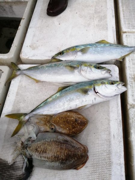 青物、コウイカ