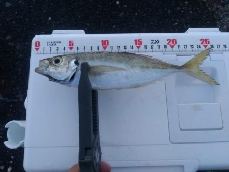 アジングで入れ食い　