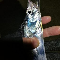 南港釣行 (11/27 南港タチウオ釣り 3本 釣果有り)